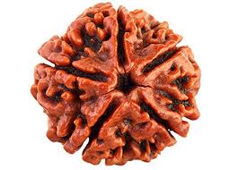 panchmukhi Rudraksha